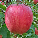 シナノドルチェ