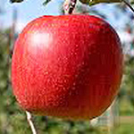 シナノスイート